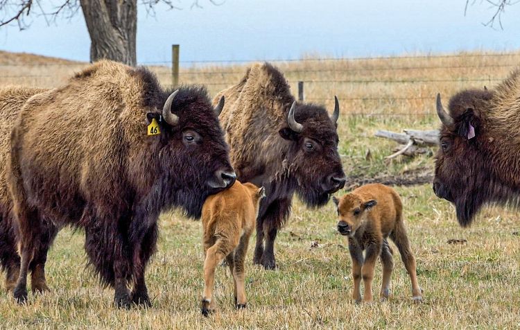 Buffalo and calves at Wolakota