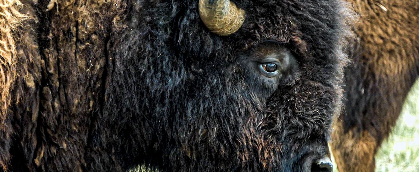 Closeup profile of a buffalo. 