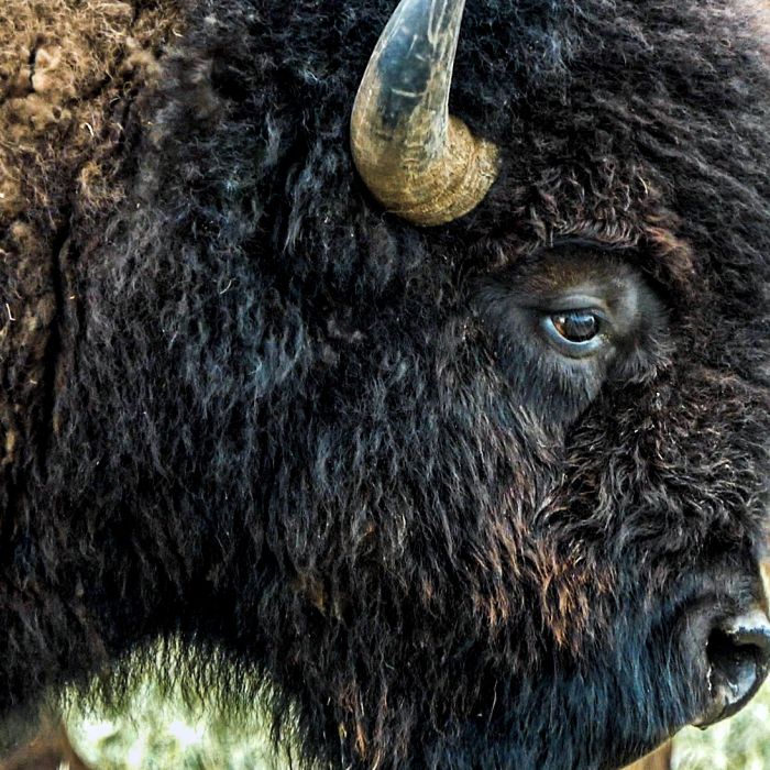 Closeup profile of a buffalo. 