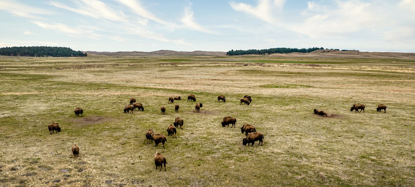 Buffalo on a prairie.