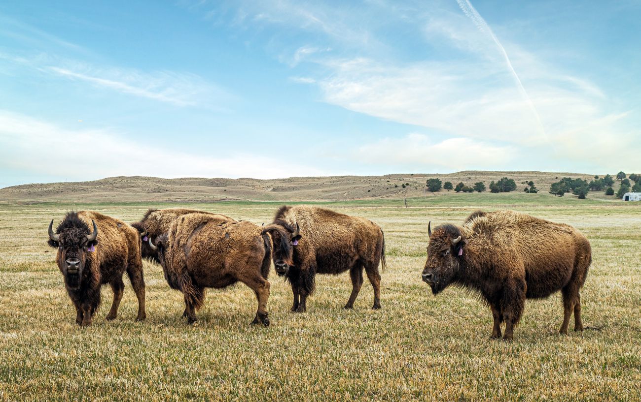 Buffalo at Mustang Meadows