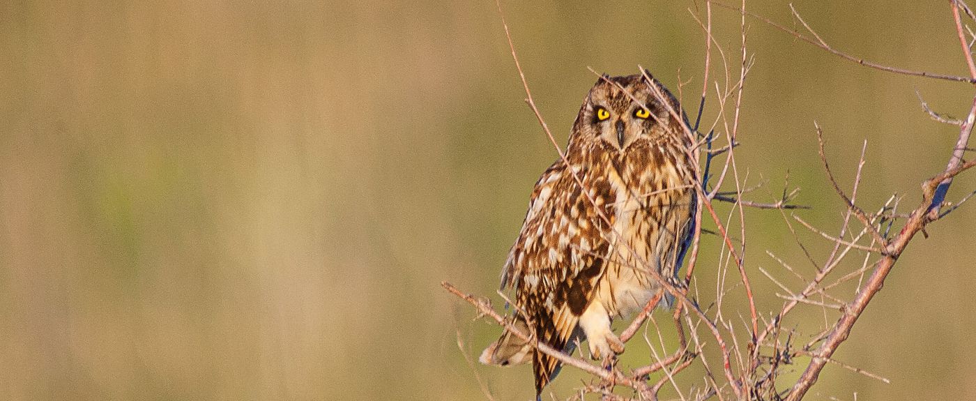 Minnesota Prairie Owl