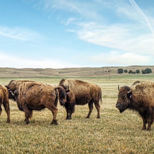 Buffalo on a prairie. 